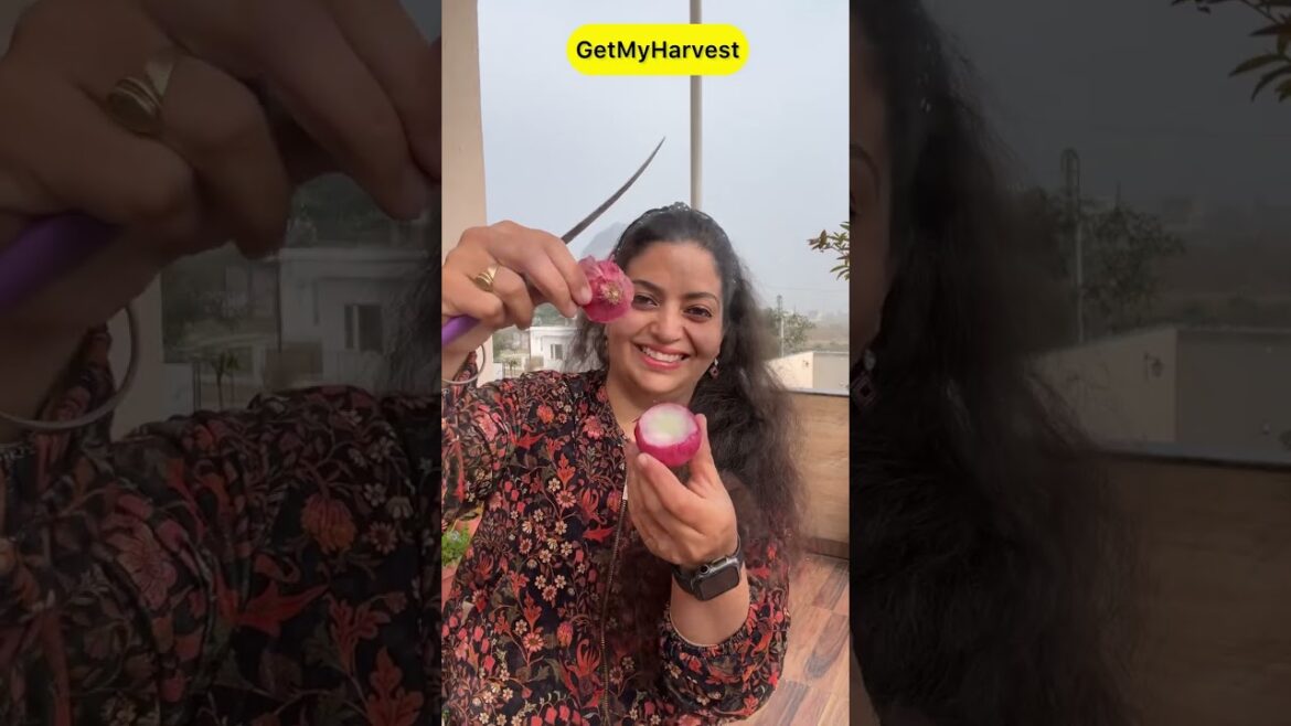 Best Gardening Idea | No soil, No Seed, No Pots | Growing Salad from Vegetable Scraps #shorts Best Gardening Idea | No soil, No Seed, No Pots | Growing Salad from Vegetable Scraps #shorts