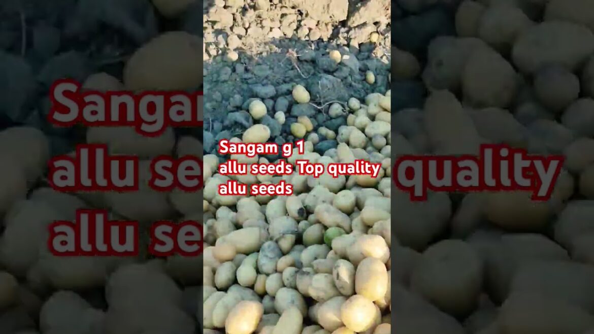 Allu sangam G1 quality #aalu #potatofarming #agriculture #patatoseed Allu sangam G1 quality #aalu #potatofarming #agriculture #patatoseed