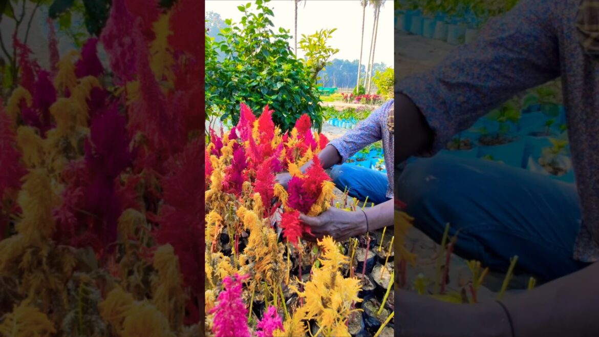 Full Bloom Done: Time to Collect Celosia Seeds #shorts Full Bloom Done: Time to Collect Celosia Seeds #shorts