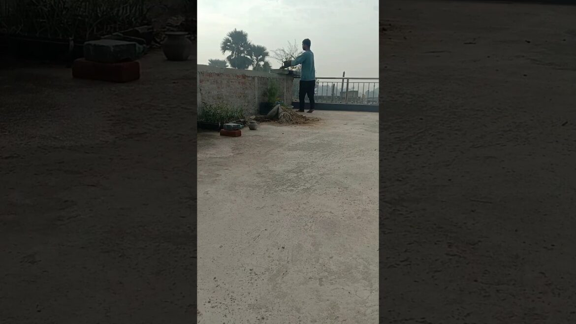 3rd floor का रायता 😳 #gardening #flowers #garden #plants #terracegarden #gardendecorideas #shorts