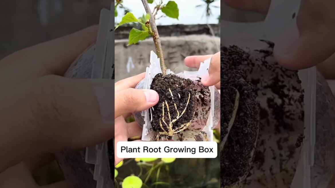 "Revolutionize Your Gardening with a Plant Roots Growing Box! 🌱✨ | DIY Guide & Tips"