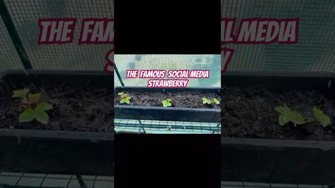 Inside the World of Strawberry Farming