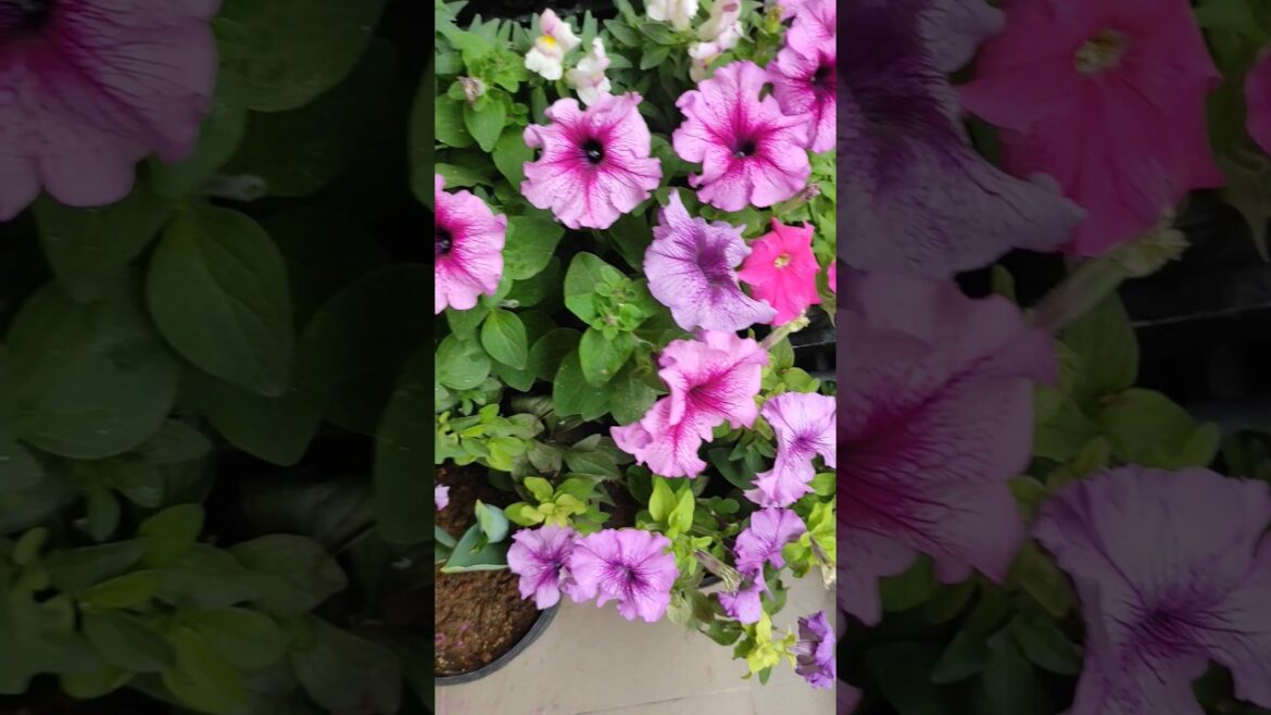 March Flower Garden Overview #shorts #flowers