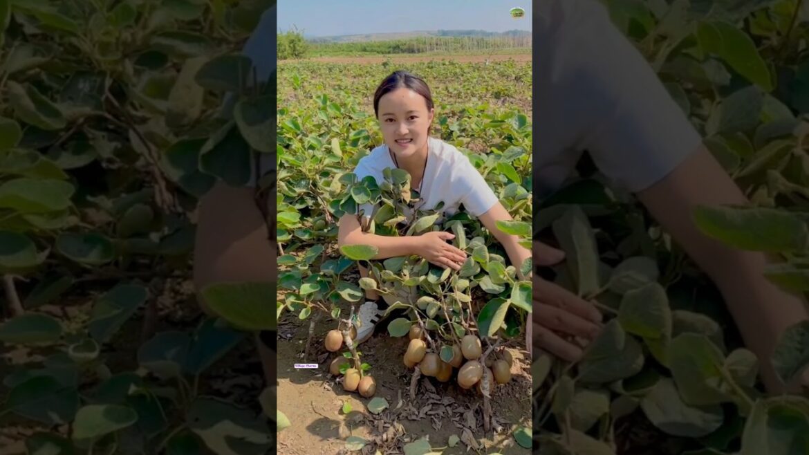 How to grow vegetables at home|vegetable gardening|vegetables How to grow vegetables at home|vegetable gardening|vegetables