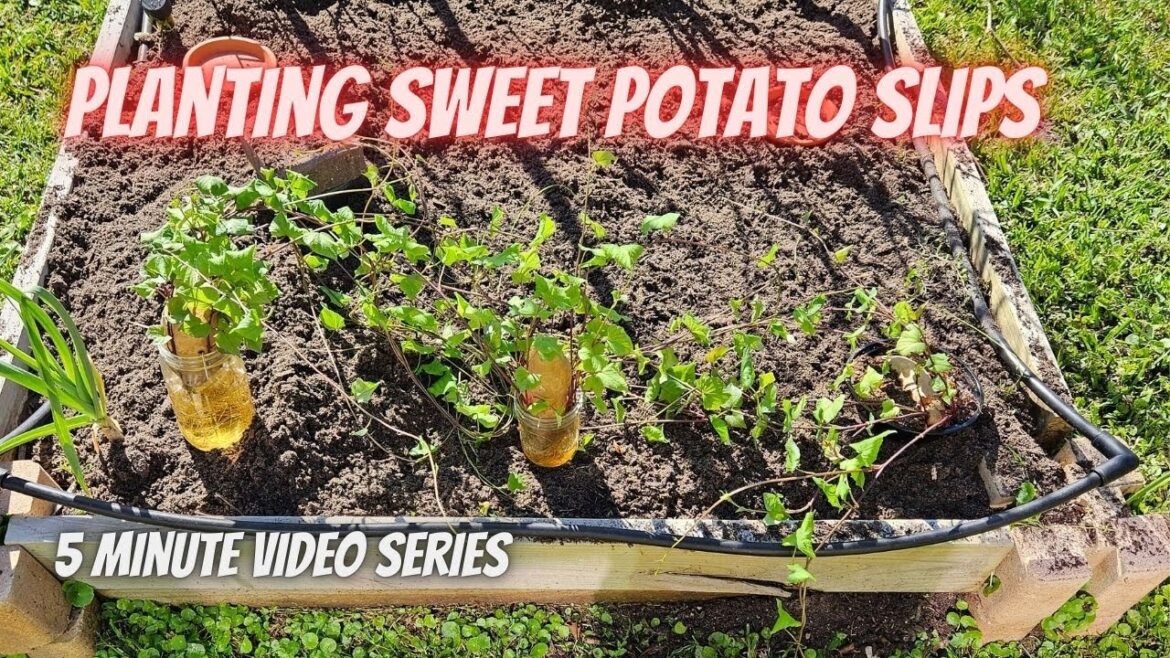 Tuesday Growing Tip: Planting Sweet Potato Slips || DHBG