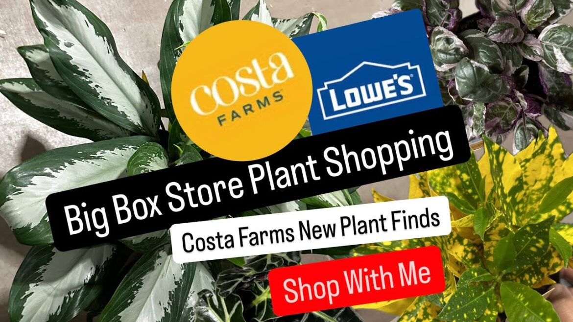 Costa Farms Houseplants Shopping at Multiple Big Box Stores Lowe's Locations Plant Finds