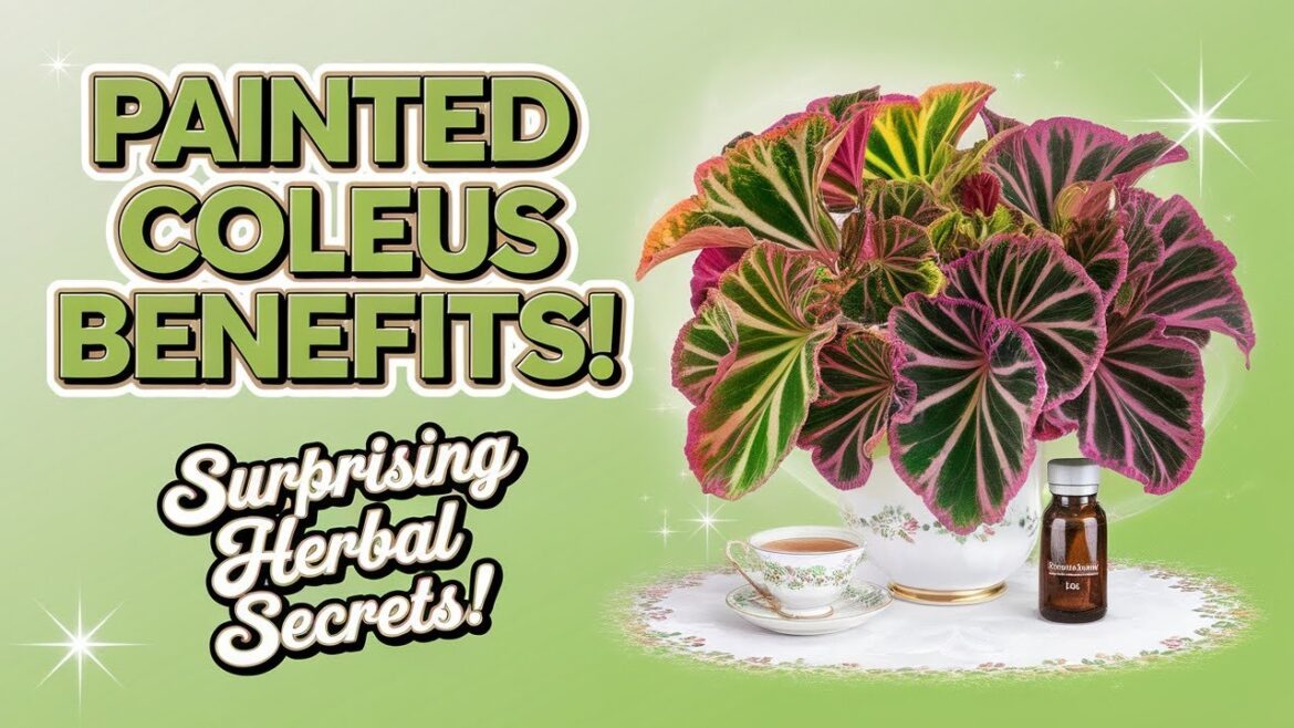 Painted Coleus: Herbal Plant with Surprising Health Benefits
