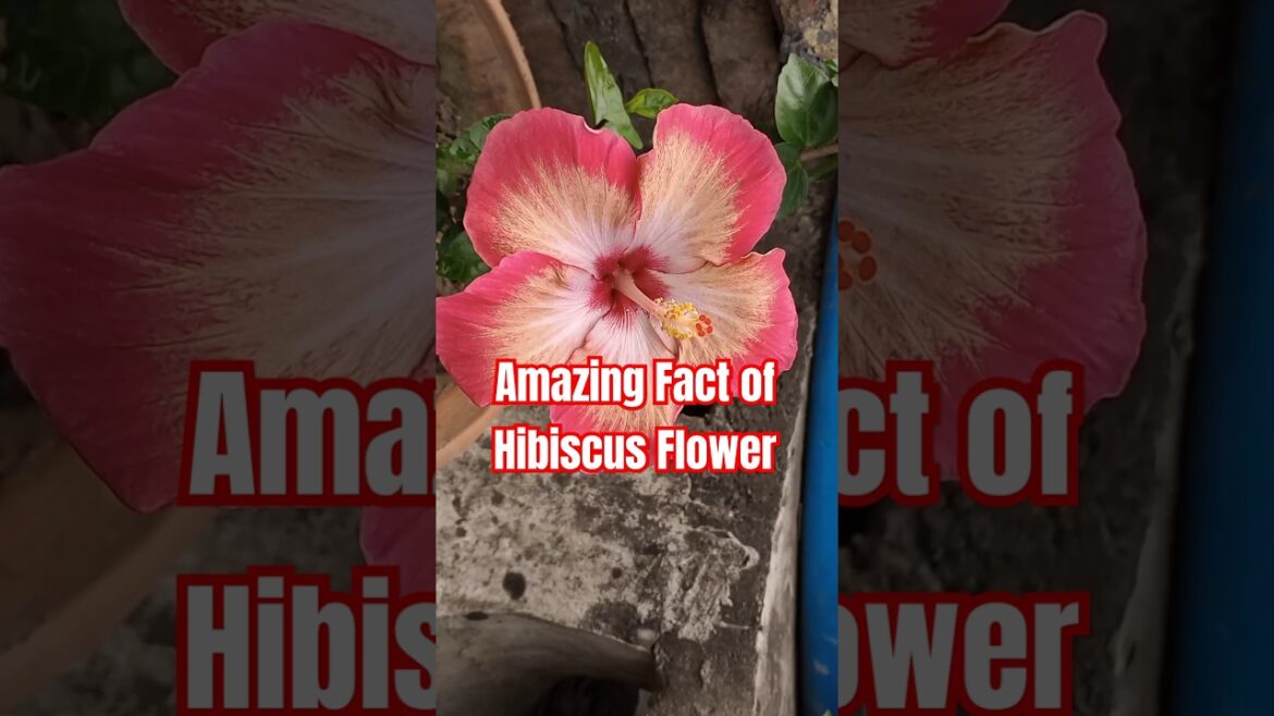 #plants #hibiscus #gardening #flowers #garden #facts #motivation #amazingfact #shortsfeed #trending