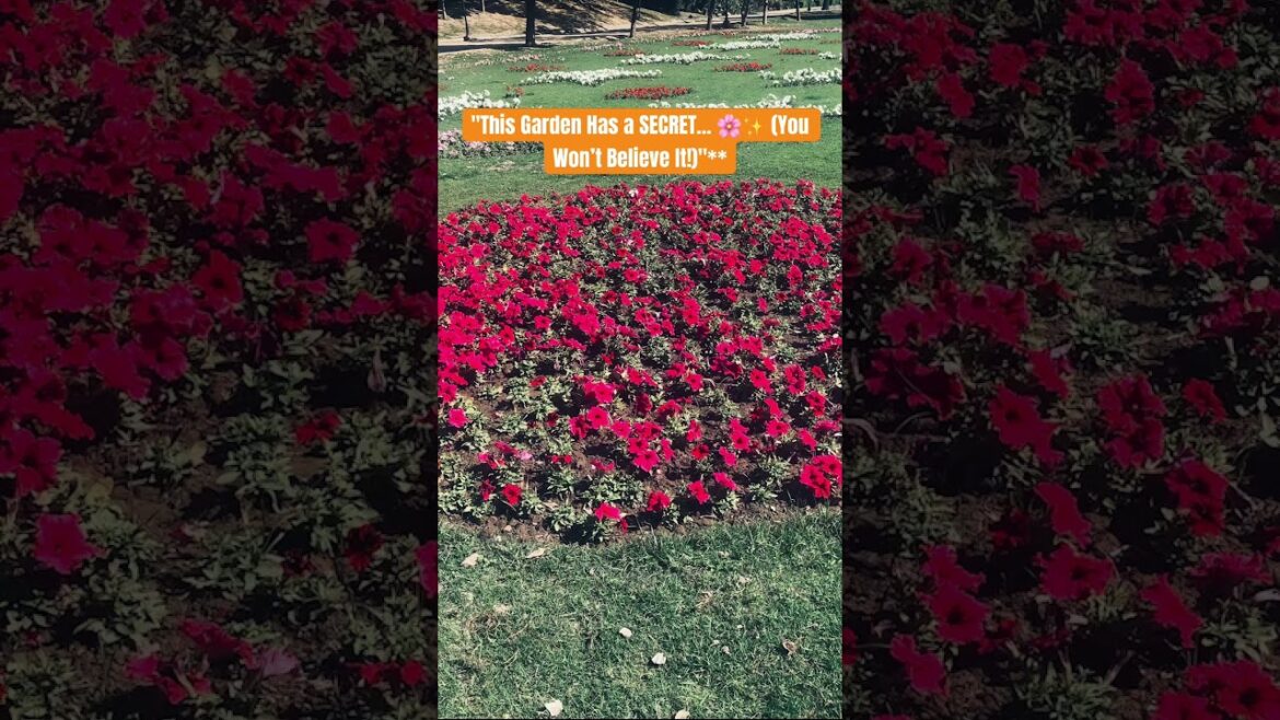 beautiful flower in garden #Shorts.#youtubeShorts.#trending.#viral.😱