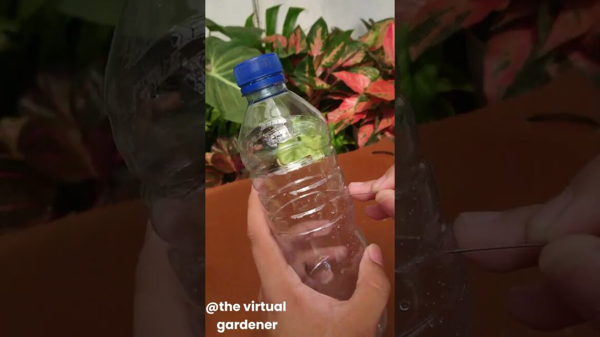 solutions for common houseplant problems 🏡✨