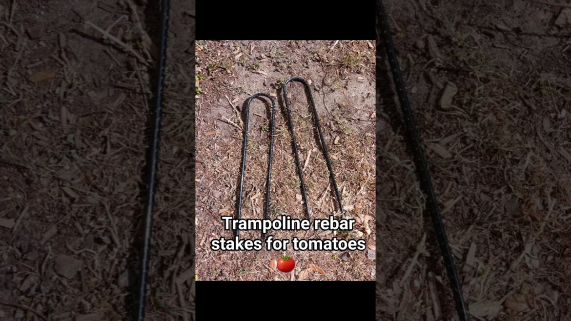 Tomato Cage Stakes Trampoline Rebar #gardentips #gardening #tomatoes #rebar