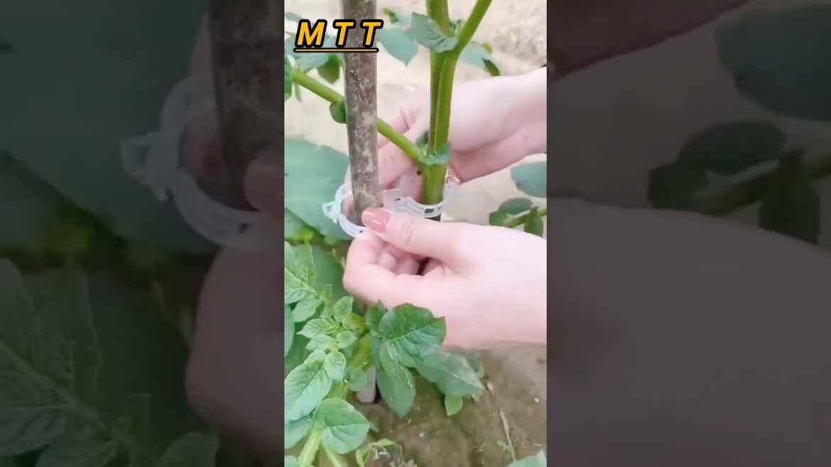 life using garden tips and tricks #youtube #tips #tools #tricks #yt_shorts #short video #garden life using garden tips and tricks #youtube #tips #tools #tricks #yt_shorts #short video #garden