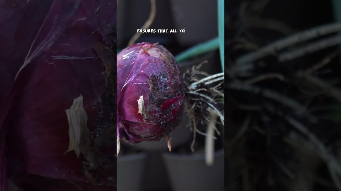 Grow & Harvest 25 lbs of Onions in a GreenStalk Planter – Space-Saving Garden Hack! 🧅