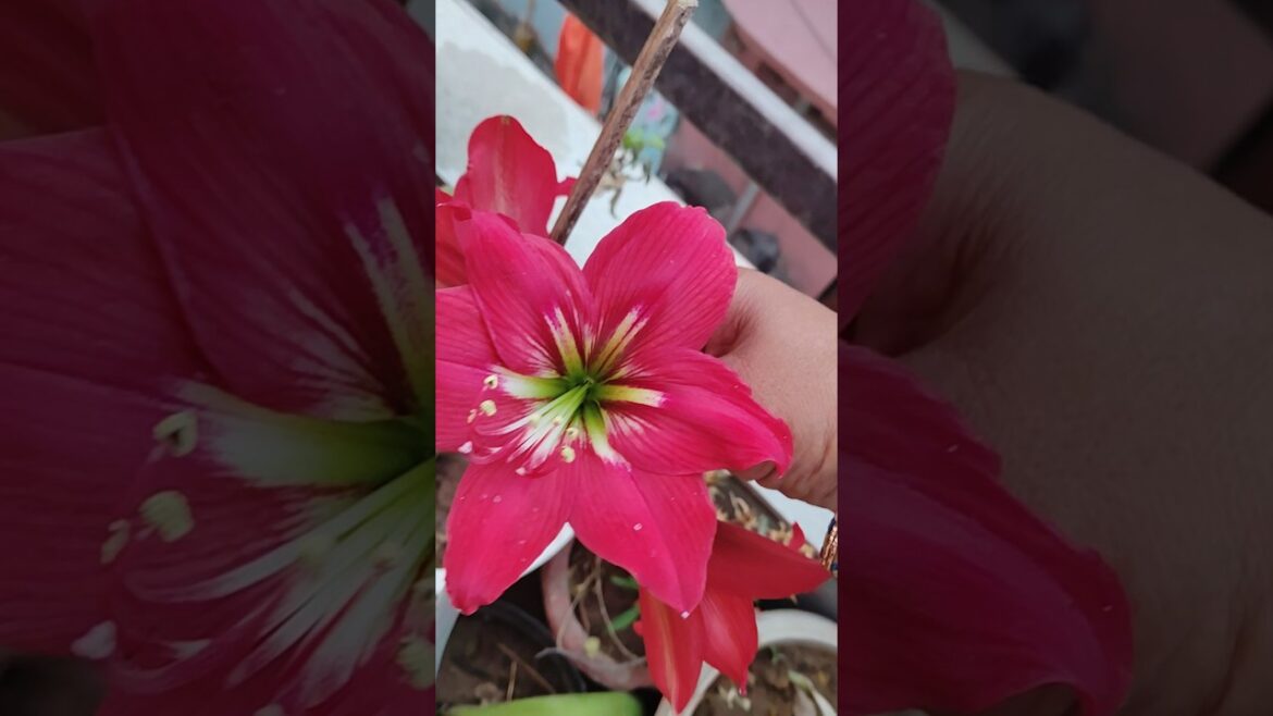lily updates in my garden|| #flowers#trending #gardening #shorts #viralvideo #lily lily updates in my garden|| #flowers#trending #gardening #shorts #viralvideo #lily