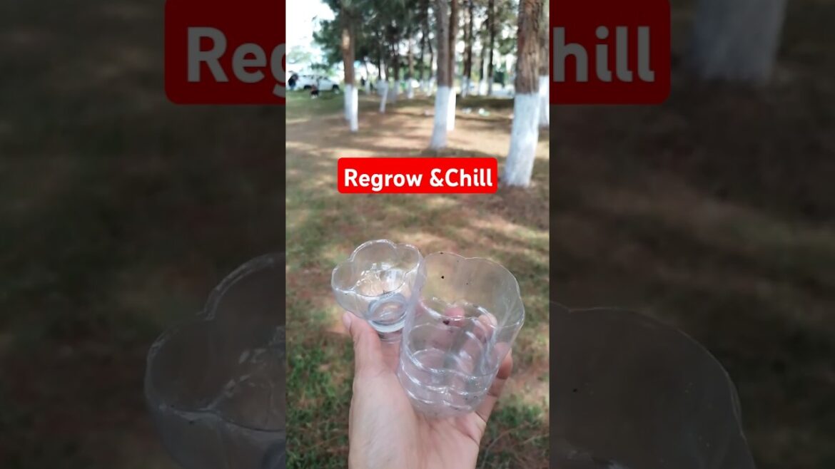 Day 1 Cilantro Growth Journey  Travel Vibes | Gardening Tips |  Green Bites DIY.