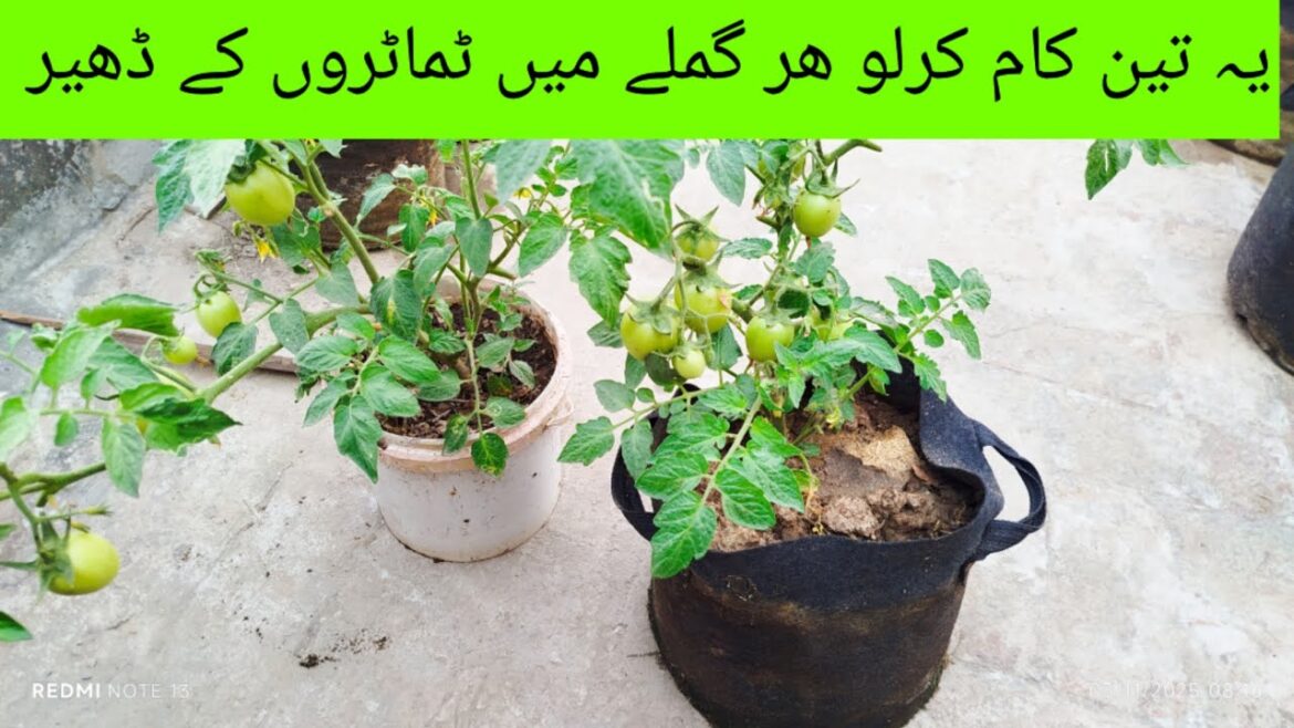 Cheap and easy tomato container garden |Cheap container gardening Cheap and easy tomato container garden |Cheap container gardening