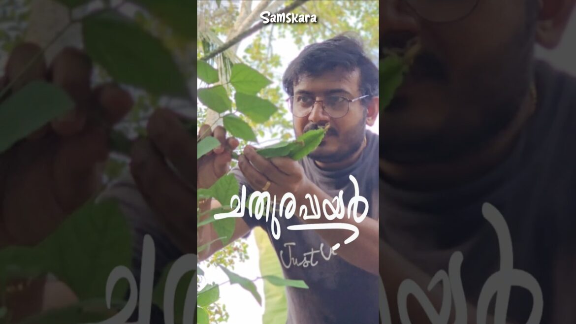 Highly nutritious protein rich vegetable | Our winged beans are ready for cultivation | Samskara Highly nutritious protein rich vegetable | Our winged beans are ready for cultivation | Samskara