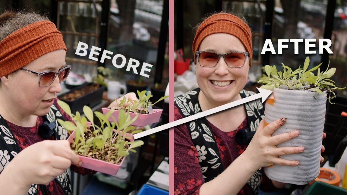 3 Types of Seed Snails You NEED TO TRY!