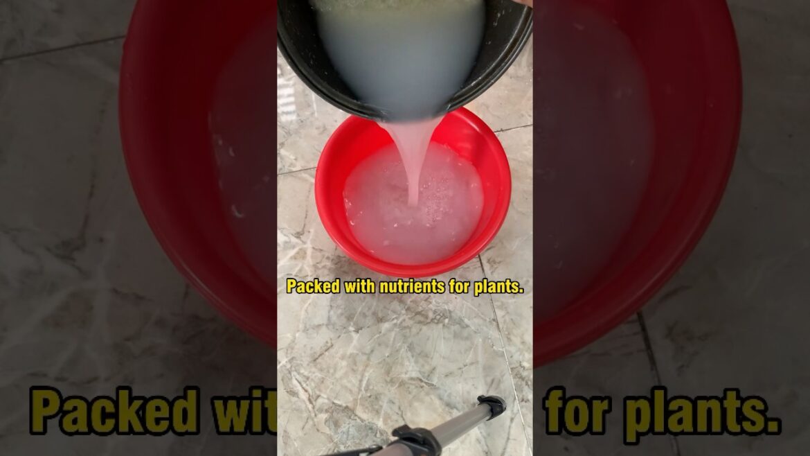 The secret use for rice water that every gardener need to know -- This hack will change your life #6