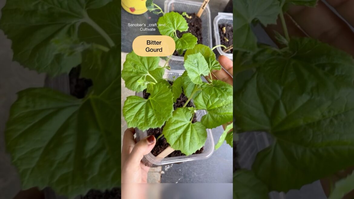 Easy vegetable gardening #shortsfeed #shorts #youtubeshorts #trending
