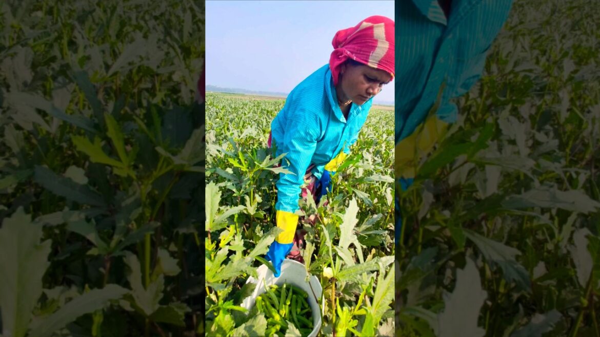Nature’s Bounty: Ladyfinger (Okra or भिंडी) Picked at Sunrise #shorts