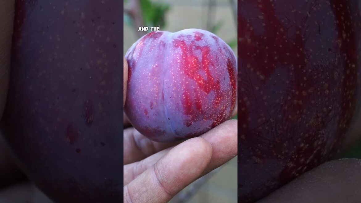 Growing & Harvesting Pluots – Sweet, Juicy & Easy to Grow! 🍑🌳