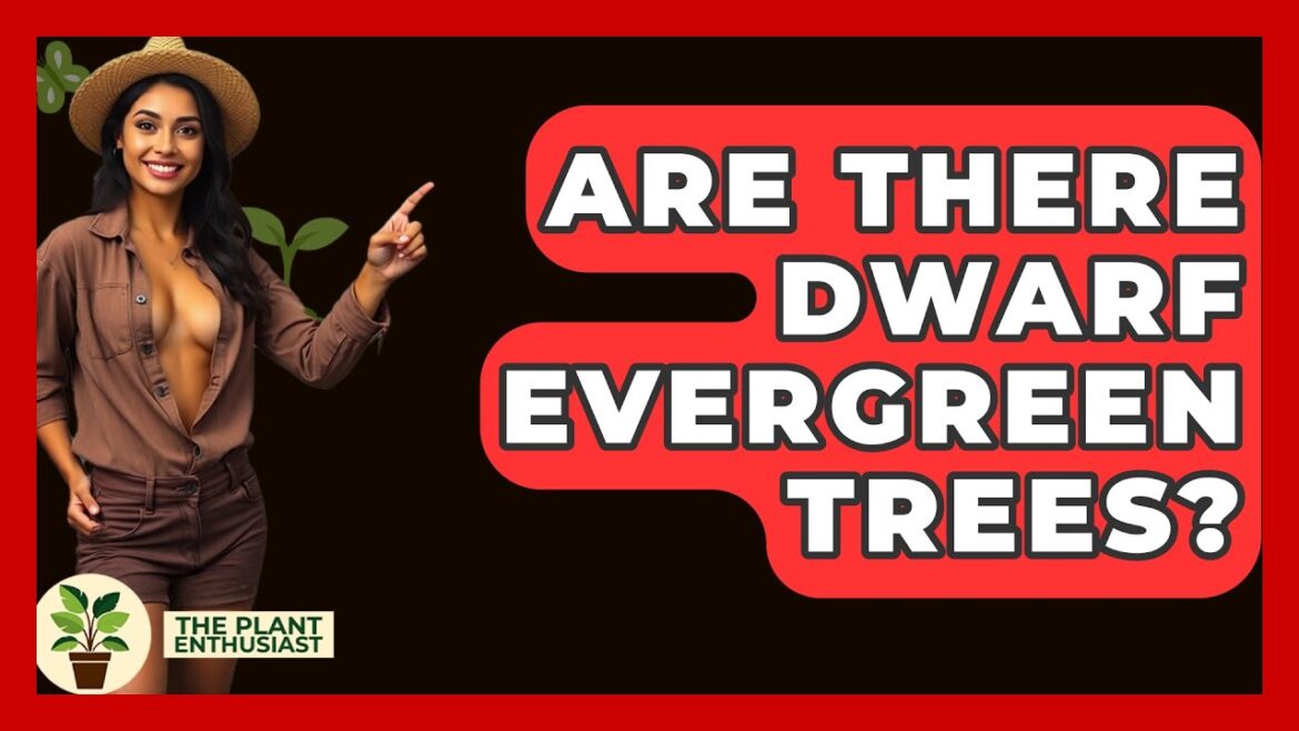 Are There Dwarf Evergreen Trees? – The Plant Enthusiast Are There Dwarf Evergreen Trees? - The Plant Enthusiast