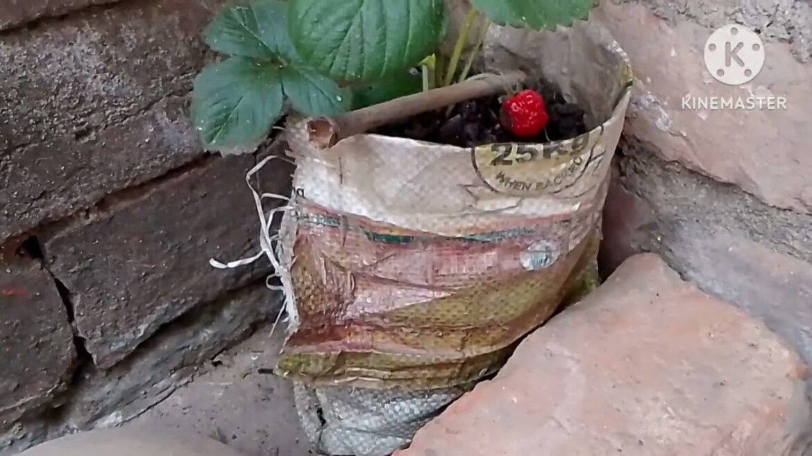STRABERRY FRUIT TREE IN MY GARDEN.STRABERRY gach.STRABERRY foler gach.STRABERRY fruit tree STRABERRY FRUIT TREE IN MY GARDEN.STRABERRY gach.STRABERRY foler gach.STRABERRY fruit tree