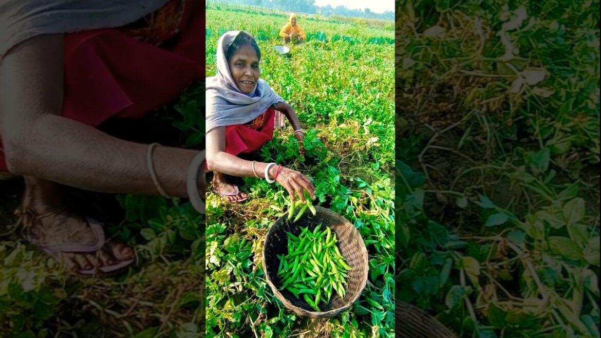 Green Pea Picking Done Right! 👩🌾🫛 #shorts Green Pea Picking Done Right! 👩🌾🫛 #shorts