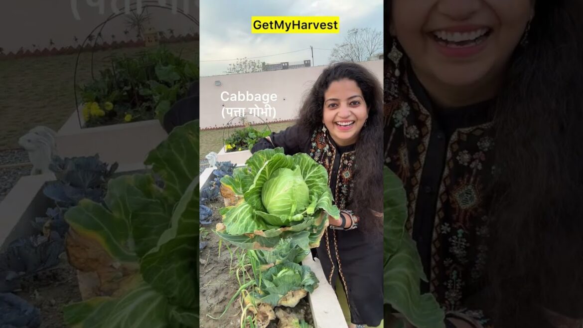 March 2025 mein harvest kiya yeh sab | Raised Garden Bed Harvesting #shorts March 2025 mein harvest kiya yeh sab | Raised Garden Bed Harvesting #shorts