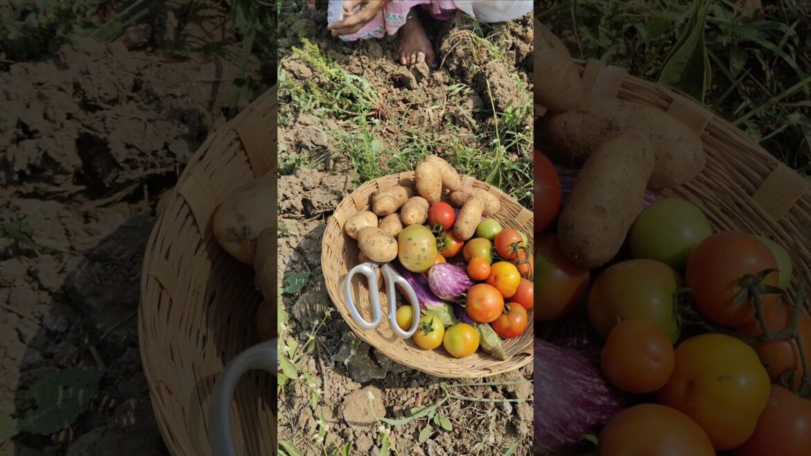 Vegetable farming 🧺 #farming #vegetables #farmlife #organic #harvest #farmhouse #shorts #food #kheti Vegetable farming 🧺 #farming #vegetables #farmlife #organic #harvest #farmhouse #shorts #food #kheti