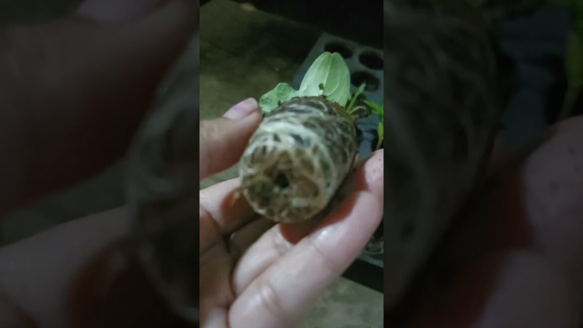 seedling# ready to grow# how to grow vegetable# shortsvideo