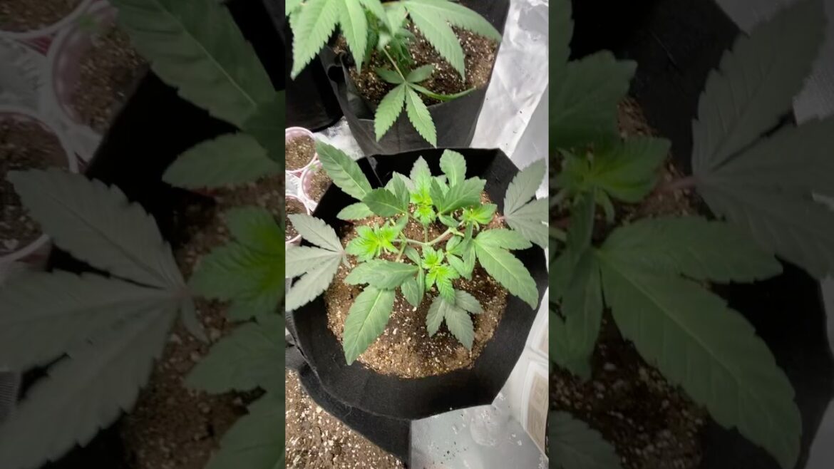 Morning video ☀️ #trending #viralvideo #plants #music #plants #shorts