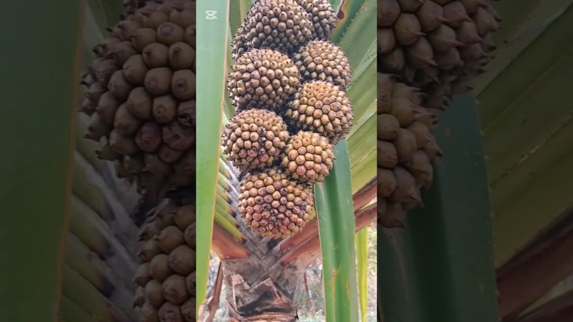 Have you ever seen a screw pine(Pandanus) with fruit? #gardenplants#Screwpine#nature Have you ever seen a screw pine(Pandanus) with fruit? #gardenplants#Screwpine#nature