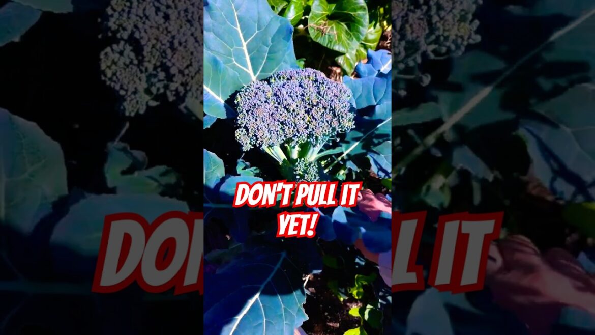 Don’t pull your broccoli until you do THIS! #broccoli #gardening #vegetablegarden Don't pull your broccoli until you do THIS! #broccoli #gardening #vegetablegarden