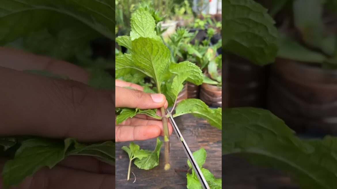 Tips and Tricks for Growing Mint | How to Grow and Harvest Mint #shorts #gardening #mint Tips and Tricks for Growing Mint | How to Grow and Harvest Mint #shorts #gardening #mint