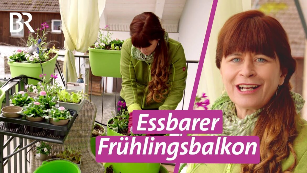 Bunte Pflanzen & essbare Blüten für Balkonkästen │Querbeet