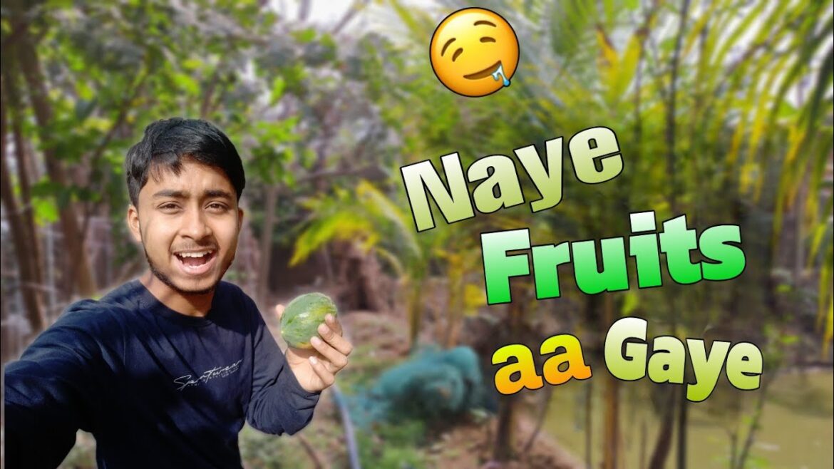 Naye Phal Aa Rahe Hain Mere Bagaan Mein ππΏ | Fresh Harvest Start! | Day 4 Naye Phal Aa Rahe Hain Mere Bagaan Mein ππΏ | Fresh Harvest Start! | Day 4
