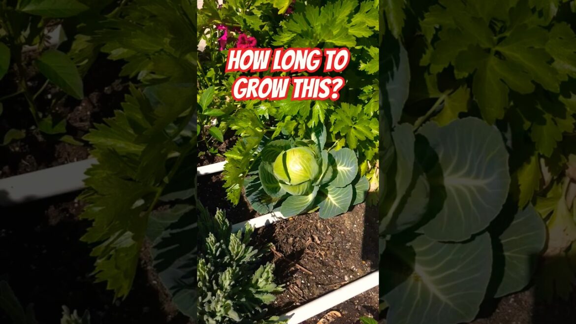 How Long Cabbage Takes to Form a Head! 🥬⏳ #Cabbage #Garden #backyardgardening How Long Cabbage Takes to Form a Head! 🥬⏳ #Cabbage #Garden #backyardgardening