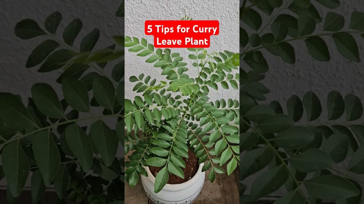 5 Tips for Growing Curry Leaf Plant | Tips & Tricks 19 | @DIYBuddy #curryleafplant#plantcare#shorts 5 Tips for Growing Curry Leaf Plant | Tips & Tricks 19 | @DIYBuddy #curryleafplant#plantcare#shorts