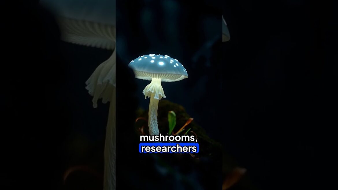 glow in dark plants future of natural lighting #geography #didyouknow #funfacts #animal