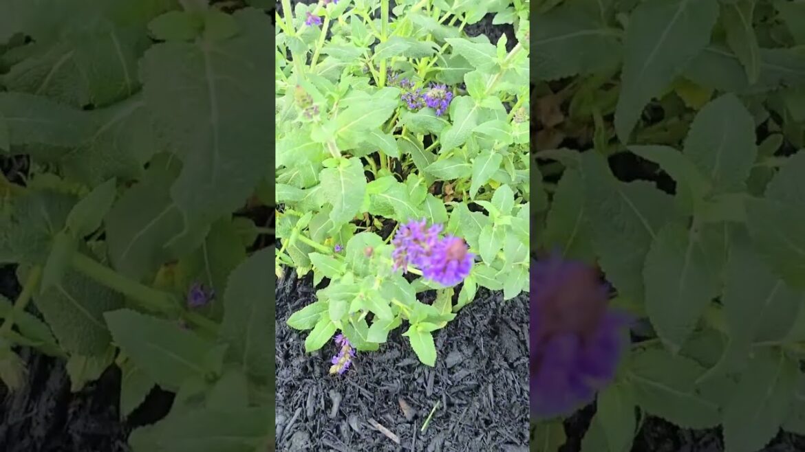 Transforming Landscapes! Transforming Landscapes!