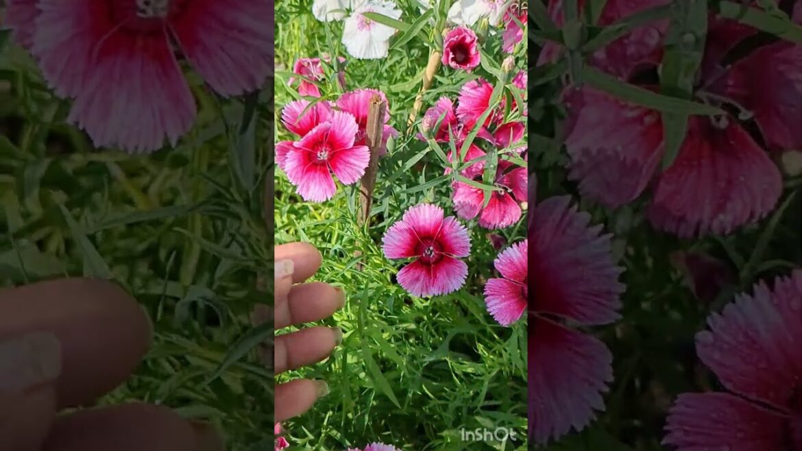 Dianthus #backyardgardening #floweringplants #springgardening Dianthus #backyardgardening #floweringplants #springgardening