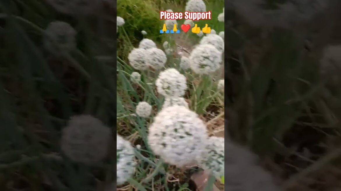 Organic Onion farming |#foryoupage#youtubeshorts#kasan#trends#viral#pyaj#onion