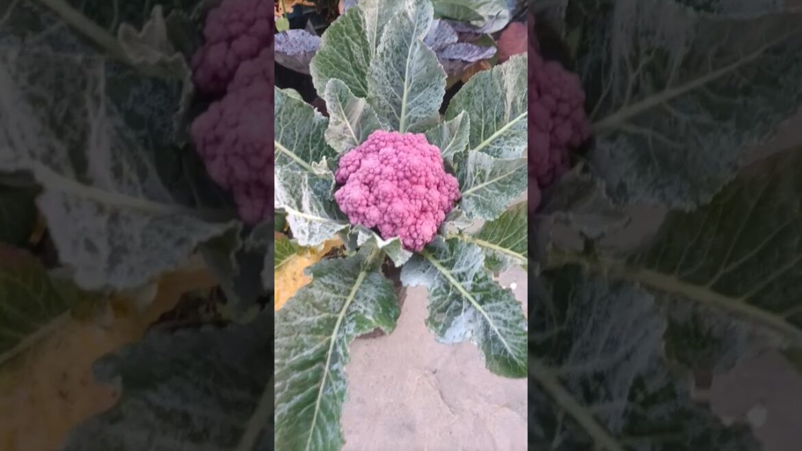 Enjoy the fresh vegetables!!#shorts #ytshorts #garden #farming #vegetables