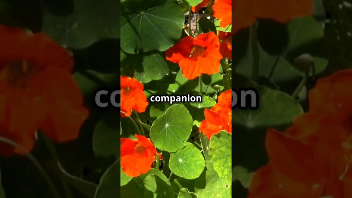 Nasturtiums – The Multi-Purpose Plant Your Garden Needs! 🌸🐝 #EdibleFlowers #CompanionPlanting #Pests