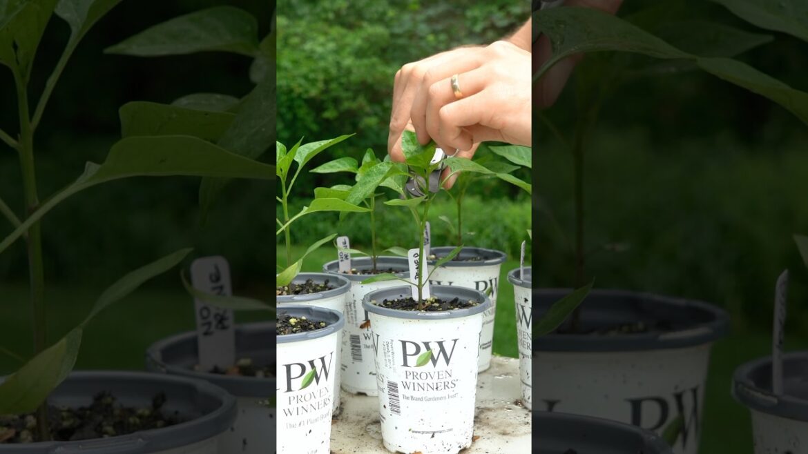 3 pepper growing mistakes to avoid