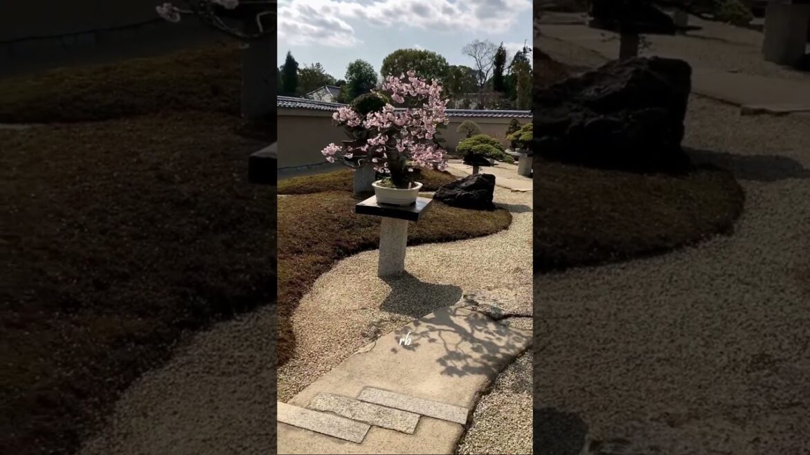 Daitoku-ji Temple Bonsai Garden, Kyoto, Japan