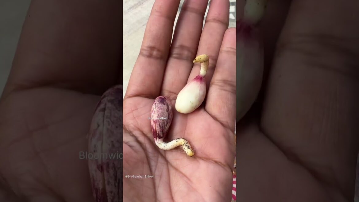 Can You Grow an Almond plant from Kitchen Almonds? 🌱 Let’s Find Out! #gardening #shorts #plants Can You Grow an Almond plant from Kitchen Almonds? 🌱 Let’s Find Out! #gardening #shorts #plants