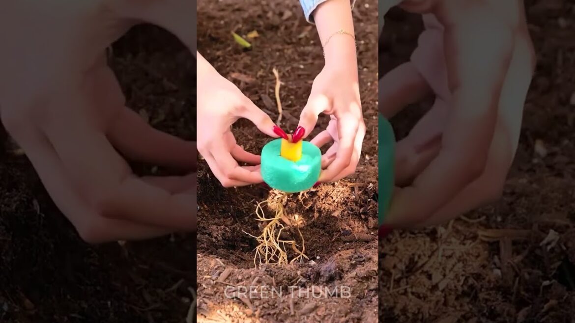 Make Planting FUN With These Epic Garden Hacks! Make Planting FUN With These Epic Garden Hacks!